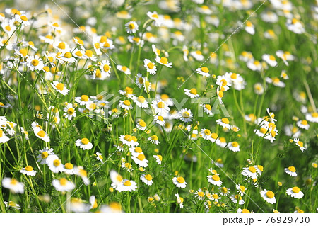 可憐なカモミールの花（ジャーマンカモミール） 76929730