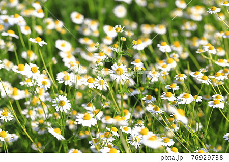 可憐なカモミールの花(ジャーマンカモミール) 可憐なカモミールの花(ジャーマンカモミール) 76929738