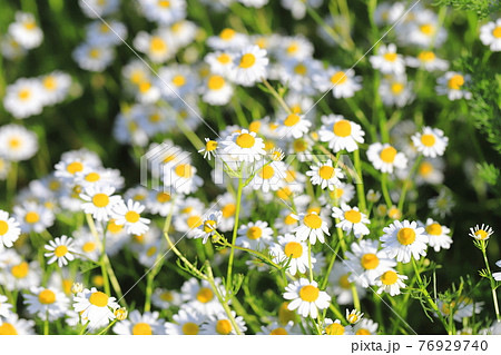 可憐なカモミールの花(ジャーマンカモミール) 可憐なカモミールの花(ジャーマンカモミール) 76929740