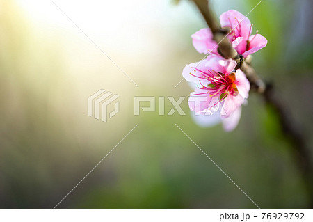Sakura flowers blooming blossom in Chiang Mai, Thailand Sakura flowers blooming blossom in Chiang Mai, Thailand 76929792