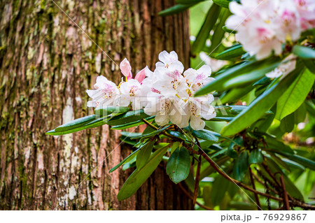 静岡県 天城グリーンガーデンのピンク系シャクナゲの写真素材