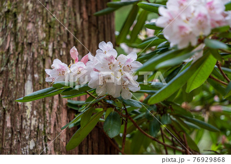 （静岡県）天城グリーンガーデンのピンク系シャクナゲ 76929868