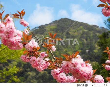 新緑背景の八重桜 新緑背景の八重桜 76929934
