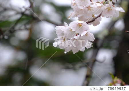 白川郷雨の中の桜 76929937