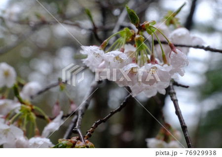 白川郷雨の中の桜 76929938
