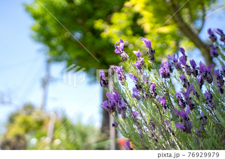 田舎の庭に咲くフレンチラベンダー 田舎の庭に咲くフレンチラベンダー 76929979