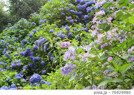 鷲子山上神社の紫陽花 常陸大宮市 那珂川町 鷲子山上神社の紫陽花 常陸大宮市 那珂川町 76929980