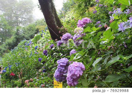 鷲子山上神社の紫陽花 常陸大宮市 那珂川町 鷲子山上神社の紫陽花 常陸大宮市 那珂川町 76929988