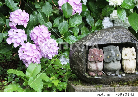 ふくろうの石像と紫陽花 鷲子山上神社 ふくろうの石像と紫陽花 鷲子山上神社 76930143