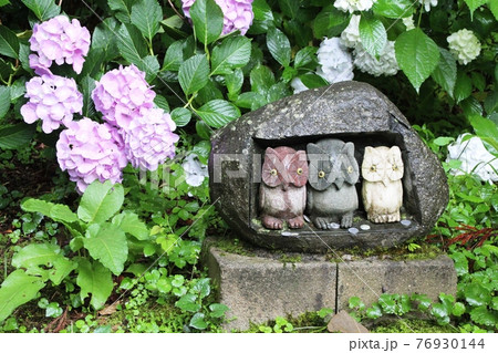 ふくろうの石像と紫陽花 鷲子山上神社 ふくろうの石像と紫陽花 鷲子山上神社 76930144