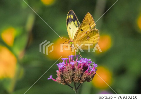 花にやって来たモンキチョウ 花にやって来たモンキチョウ 76930210