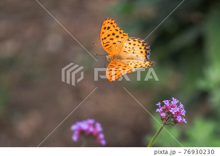 花にやって来たツマグロヒョウモンの雄 76930230