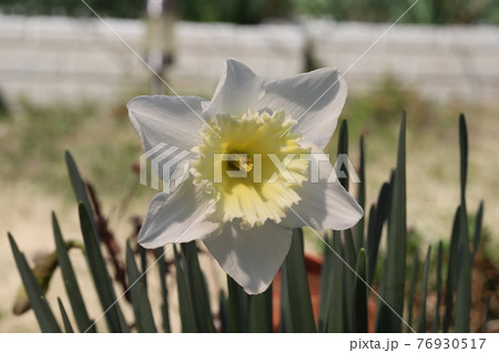 春の庭に咲くラッパズイセンの白い花 春の庭に咲くラッパズイセンの白い花 76930517