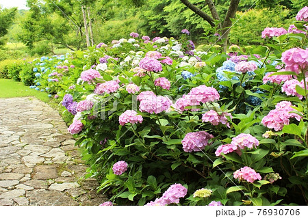 紫陽花と石畳　笠間芸術の森公園 76930706