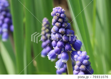 春の庭に咲くムスカリの青紫色の花 76931076