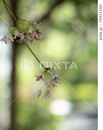 木陰に咲くムベの花　4月 76931260