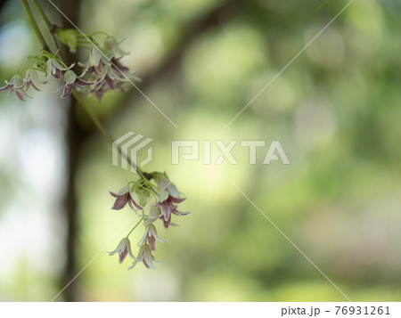 木陰に咲くムベの花　4月 76931261