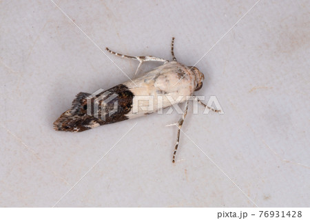 Adult Cutworm Moth 76931428