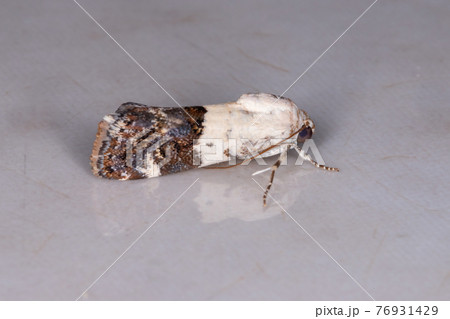 Adult Cutworm Moth Adult Cutworm Moth 76931429
