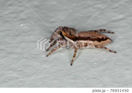 Female Adult Gray Wall Jumping Spider 76931430