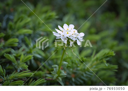 トキワマガリバナの花 76933050