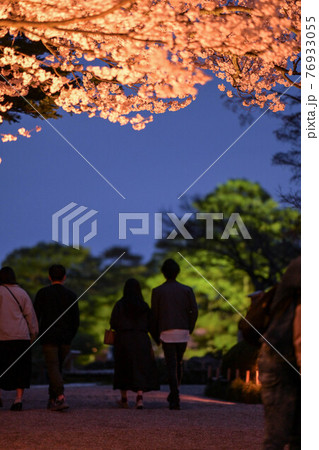 春景色の兼六園ライトアップ 76933055