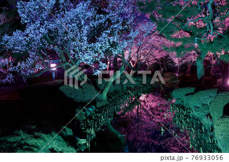 春景色の兼六園ライトアップ 76933056