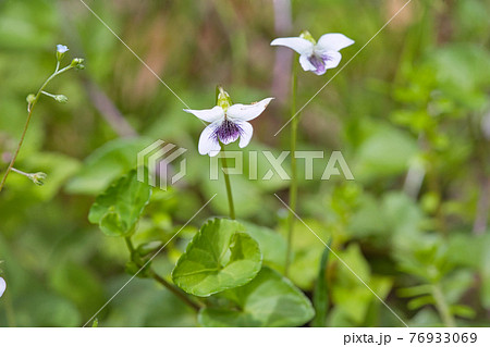すみれの花 76933069