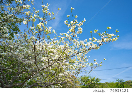 春の公園で咲くハナミズキの花 春の公園で咲くハナミズキの花 76933121