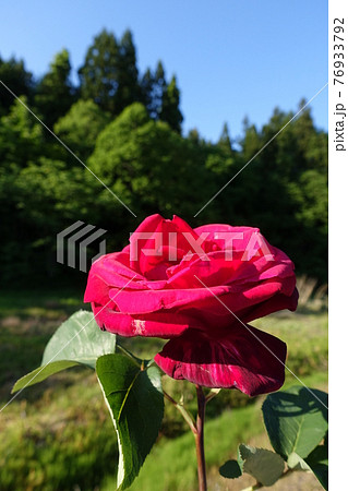 バラ 薔薇 ばら バラ 薔薇 ばら 76933792