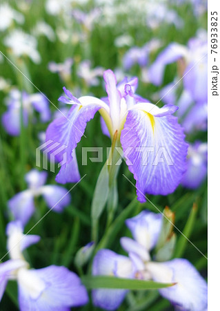 アヤメ　あやめ 76933825
