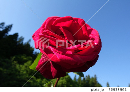 バラ 薔薇 ばら バラ 薔薇 ばら 76933961