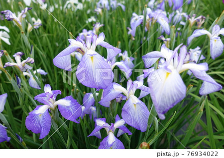 アヤメ　あやめ 76934022