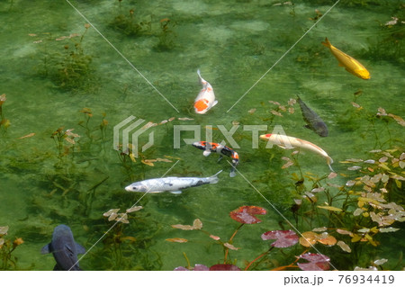 モネの池の鯉、根道神社 76934419