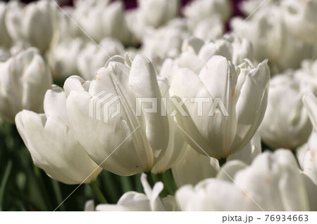 白いチューリップ 76934663