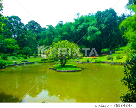 Royal Botanical garden Peradeniya. Sri Lanka 76934847