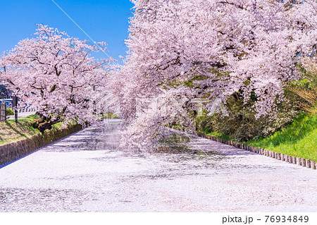 弘前公園　花筏 76934849