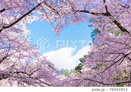 弘前公園　ハートに見える桜 76934853