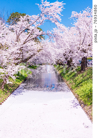 弘前公園　花筏 76934860