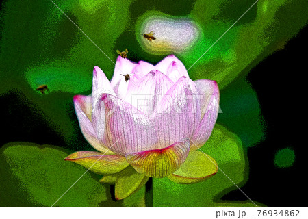 ハスの花香る癒しの窓辺 76934862