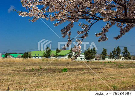 秋田の桜 76934997