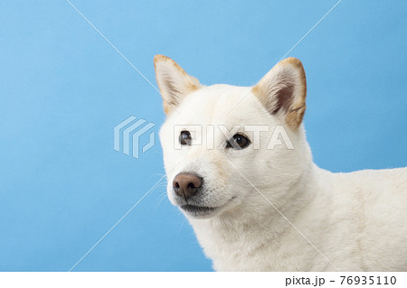 ブルーバックと微笑むの柴犬 76935110