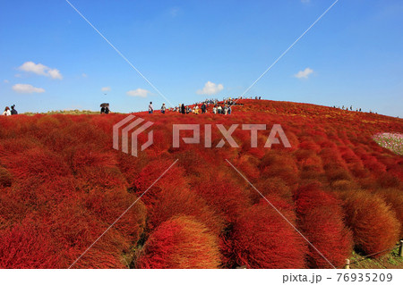 紅葉したコキアの丘。晩秋の紅葉したコキアの丘は沢山のトンボが飛んで迎えてくれた 紅葉したコキアの丘。晩秋の紅葉したコキアの丘は沢山のトンボが飛んで迎えてくれた 76935209