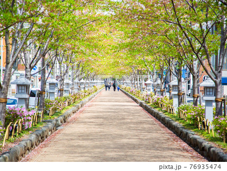 鶴岡八幡宮の参道　遊歩道　鎌倉市 76935474