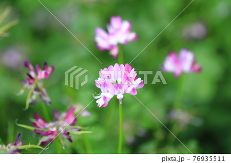 かわいいレンゲの花の写真素材