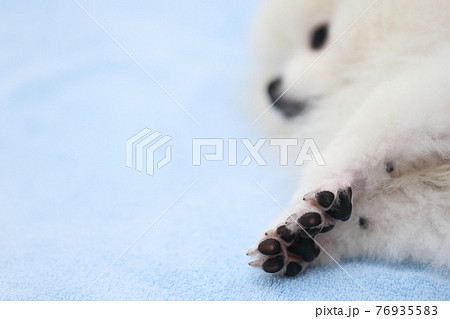 愛犬ポメラニアンの肉球 愛犬ポメラニアンの肉球 76935583