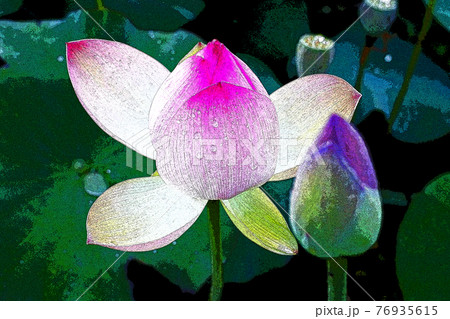 ハスの花香る癒しの窓辺 ハスの花香る癒しの窓辺 76935615
