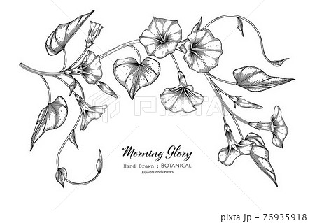 Morning Glory Flower And Leaf Hand Drawn のイラスト素材