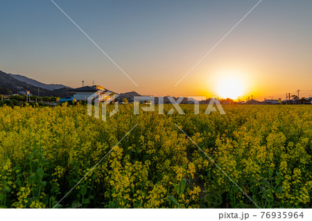 菜の花畑の向こうに沈む夕陽 菜の花畑の向こうに沈む夕陽 76935964