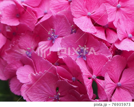 梅雨を彩るピンク色の紫陽花 梅雨を彩るピンク色の紫陽花 76935973